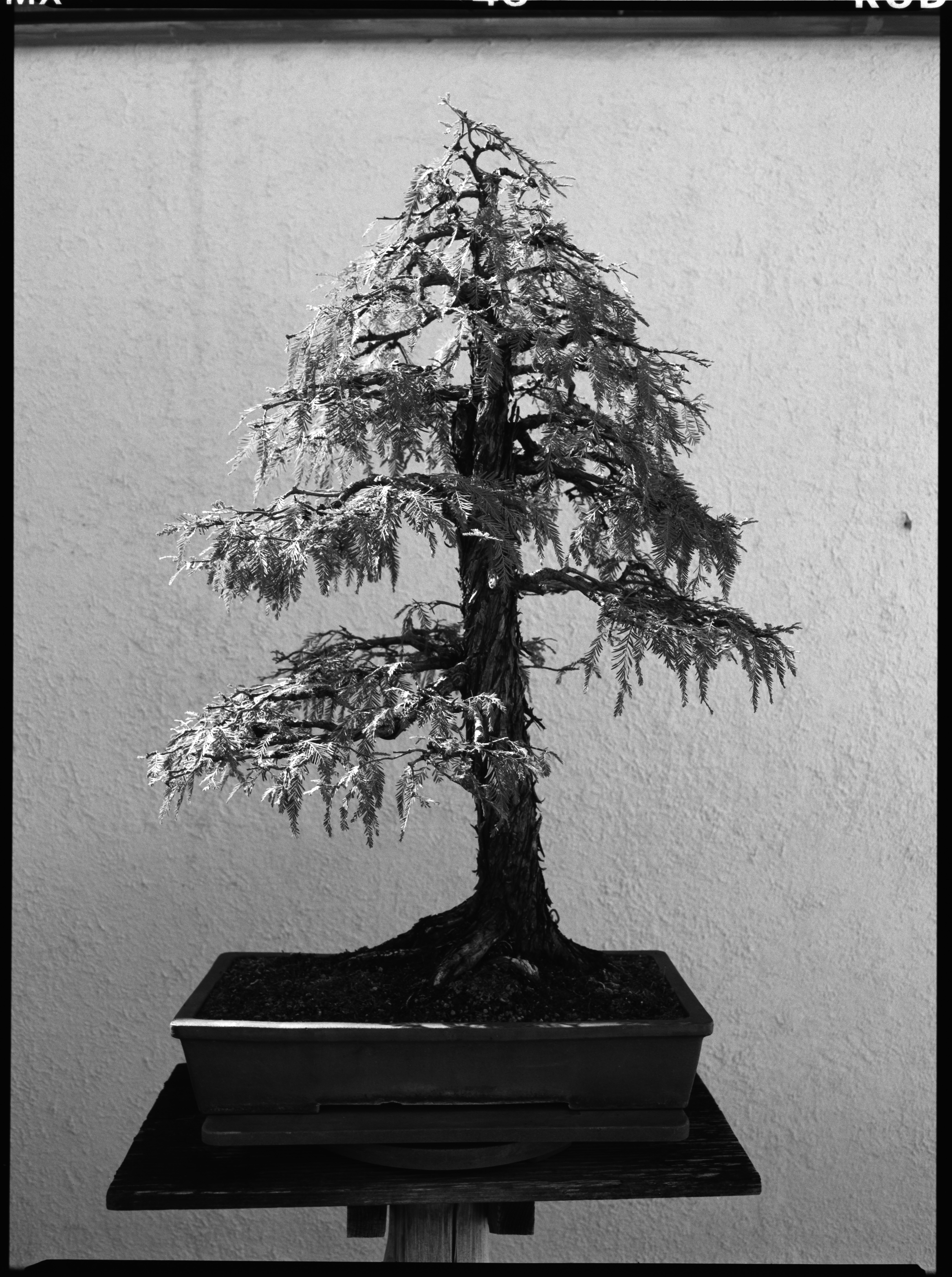 bonsai.JPEG