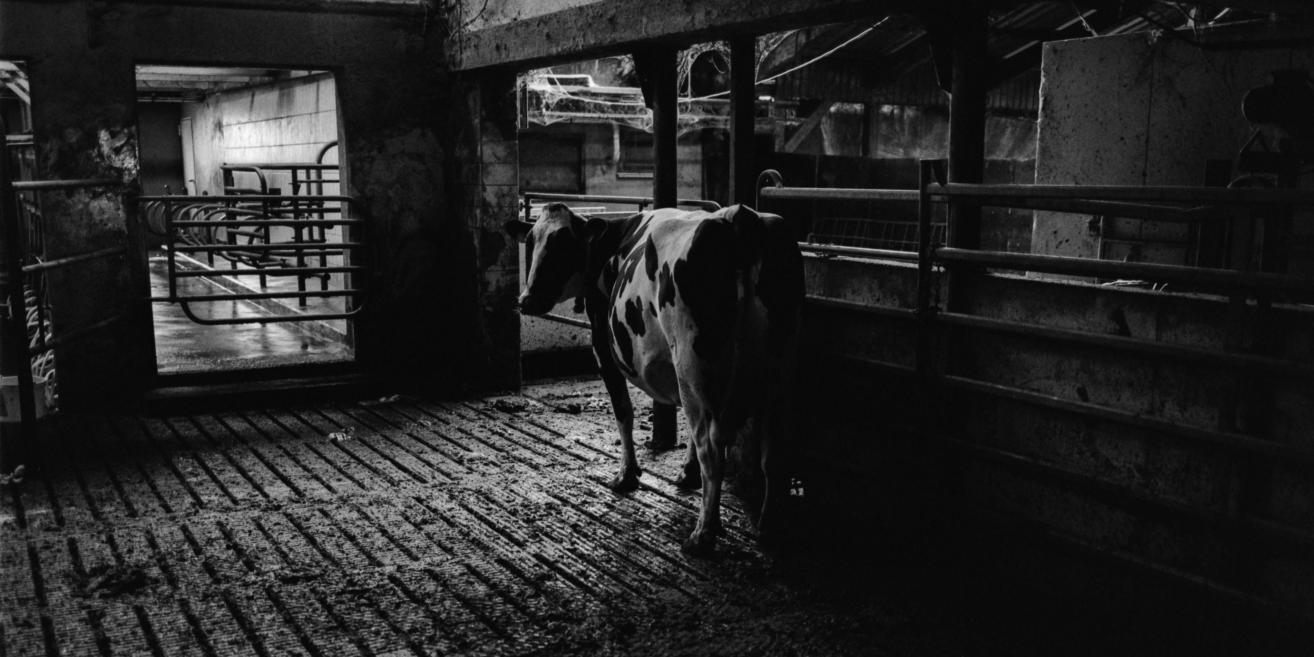 cow.JPEG